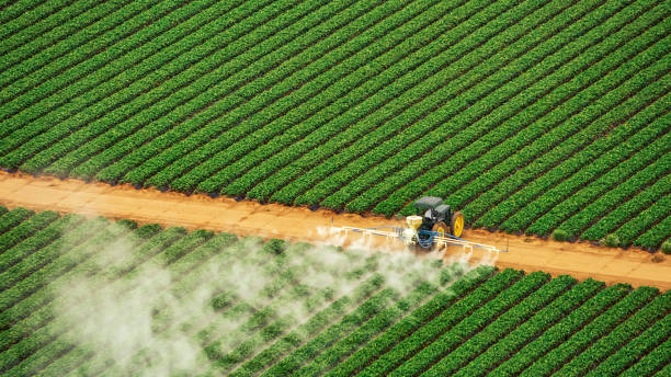 Best Ant Control Services  in Mvern, AL