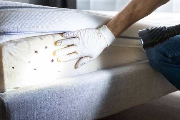 Best Emergency Pest Control  in Mvern, AL